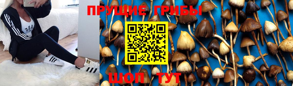 Псилоцибиновые грибы Psilocybe  где купить   Гусь-Хрустальный  Вход с VPN 